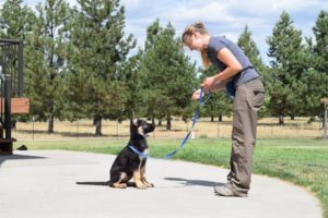 german shepherd pupies training boise idaho