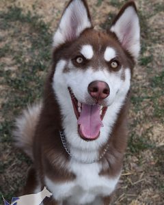 husky dog training boise idaho