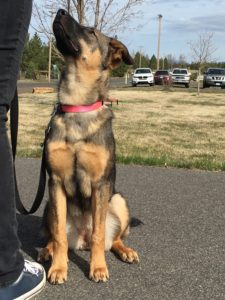 dog obedience training spokane heel focus