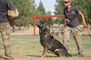 German Shepherd K9 Obedience training