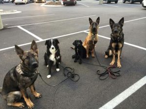 german shepherds and belgian malinois training boise idaho