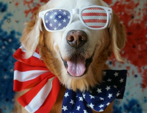 8 Tips for Keeping Your Dog Safe This Fourth of July