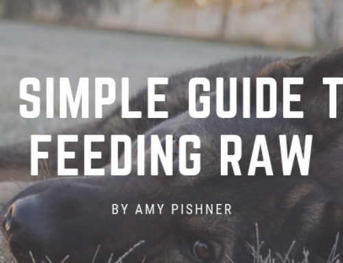 A Simple Guide to Feeding Raw