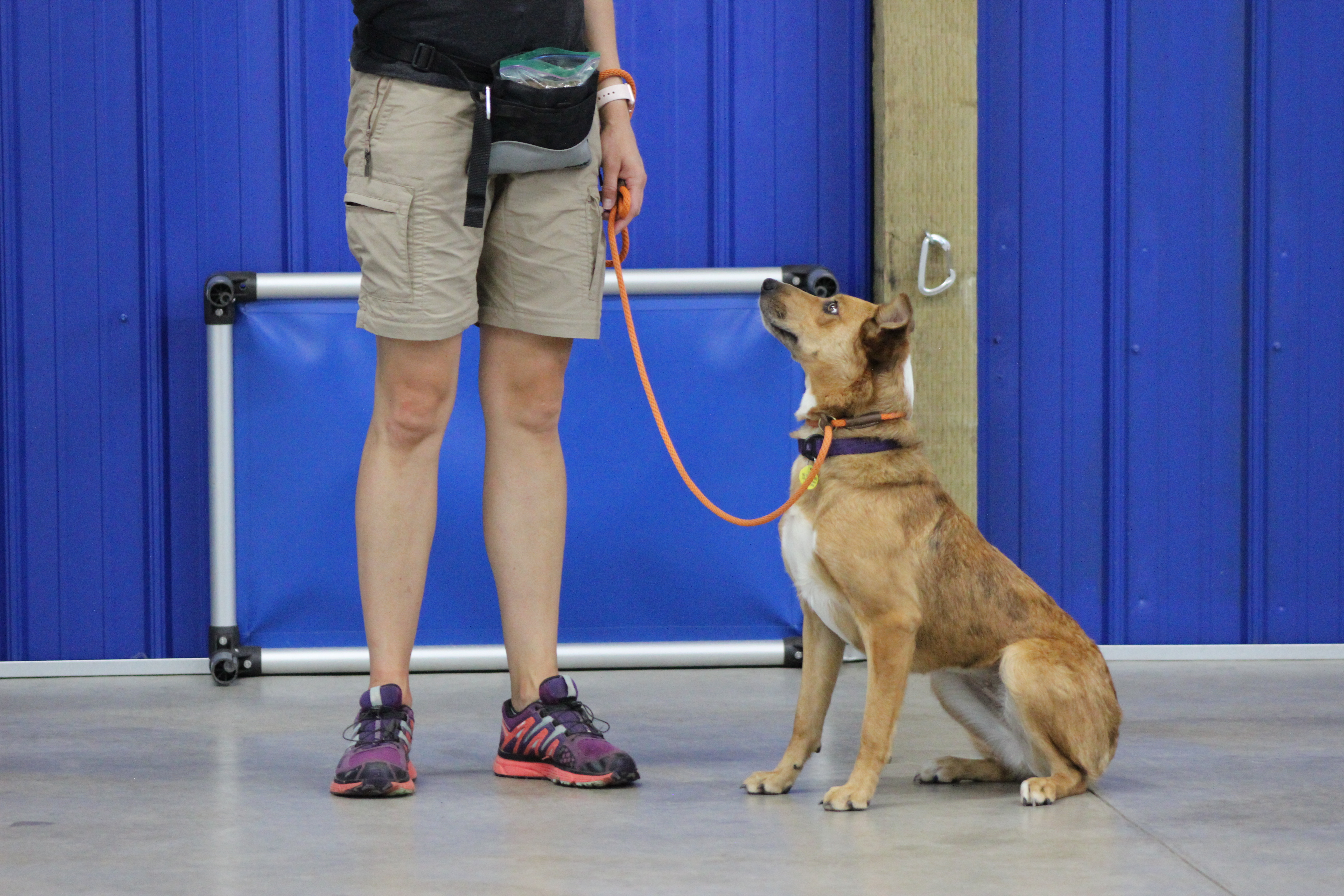 How to Choose a Good Dog Trainer Valor K9 Academy