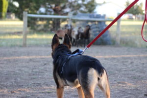 Service Dog training