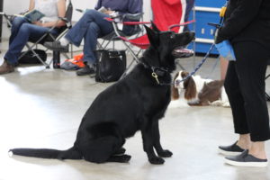 dog obedience class be your dog's leader