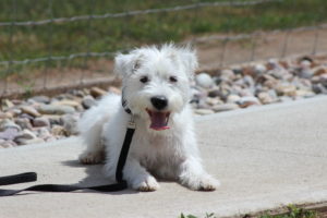 small white terrier dog spokane wa