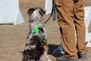 australian shepherd obedience training boise idaho