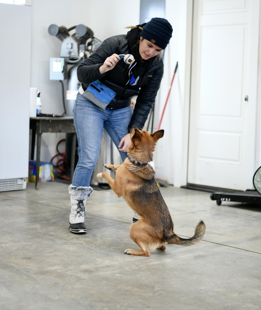 Cattle dog tricks training