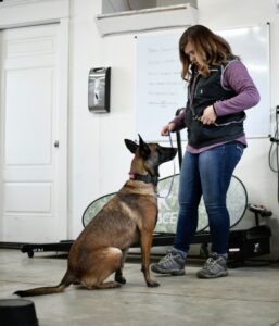 Belgian Malinins obedience training