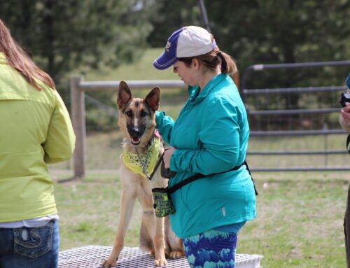 Now Hiring: Boise, Seattle and Spokane Dog Trainers