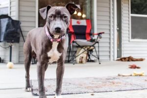 rescue pit bull spokane wa