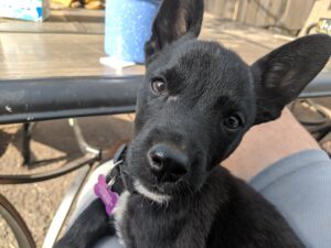 black pitty spokane wa rescue