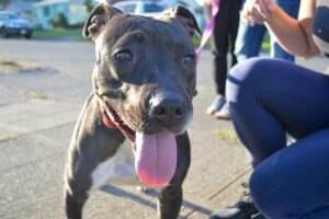 black rescue pitty trifecta