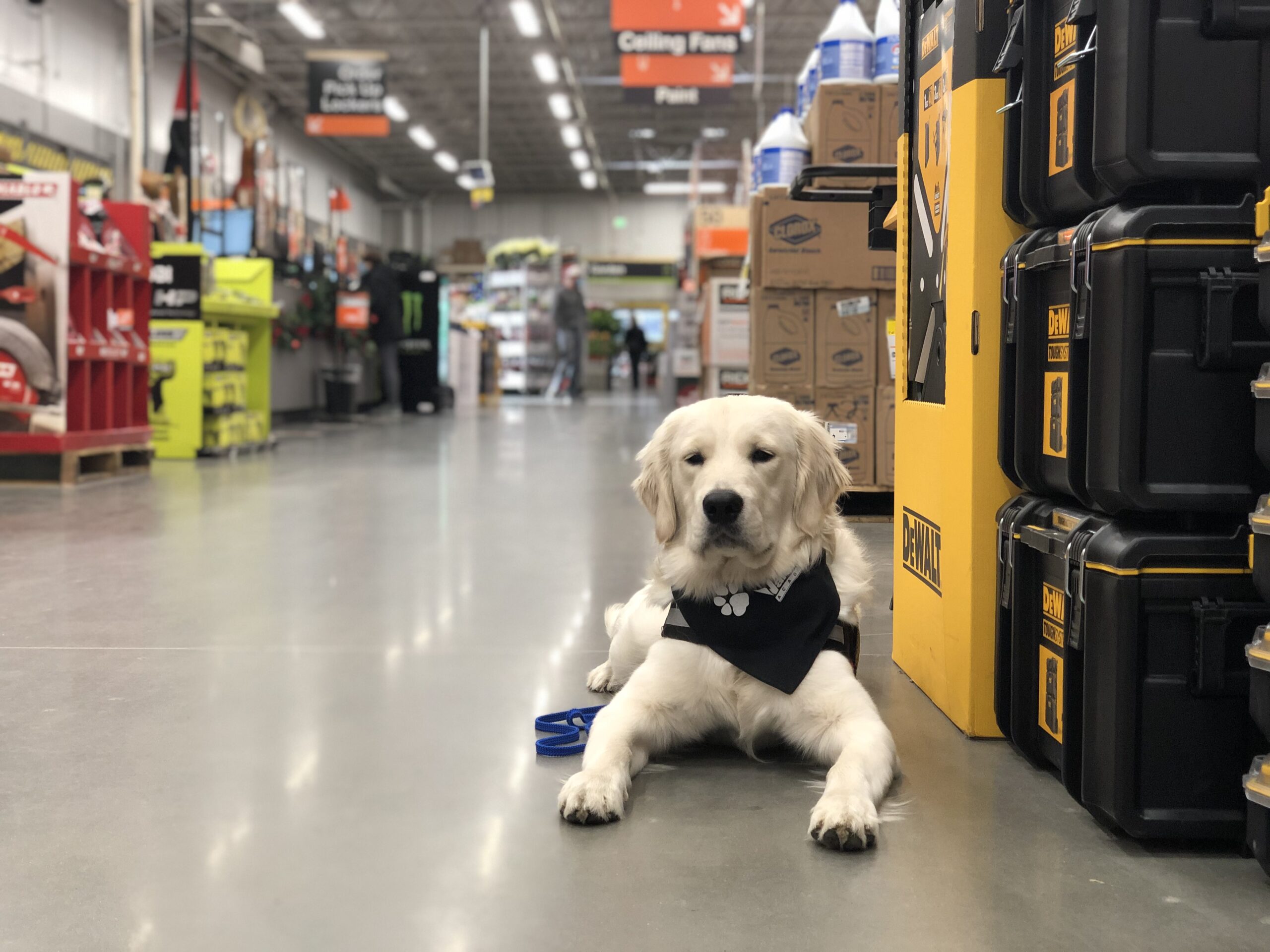 dog in home depot