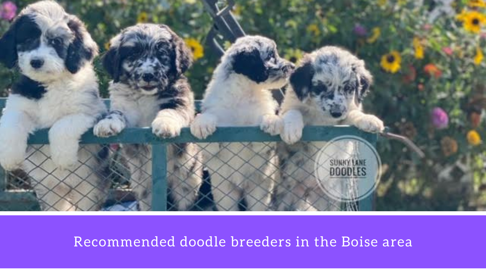 Sunny Lane Boise BerneDoodle Breeder puppies