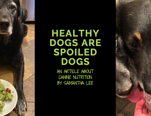Healthy dogs are spoiled dogs