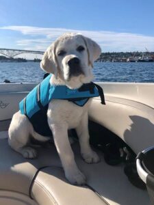 fidelity farm labradors spokane wa breeder