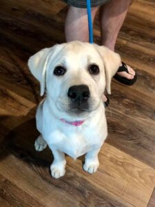 labrador puppy spokane wa