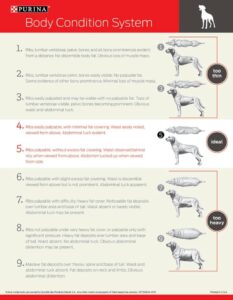 dog weight chart