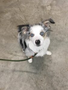 mini aussie