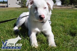 double merle australian shepherd