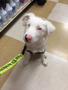 double merle australian shepherd