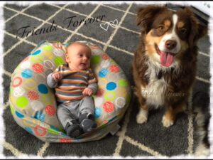 flocks mini aussies