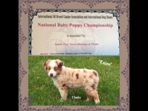 mini aussie puppy champion