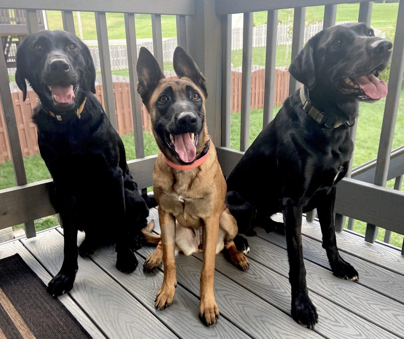 Connor Wilm Valor K9 Academy testimonial