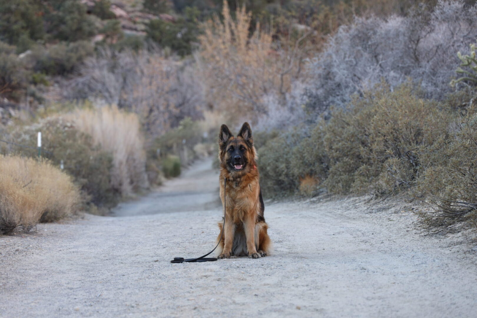 Kiara's Valor K9 Academy testimonial Amy Pishner