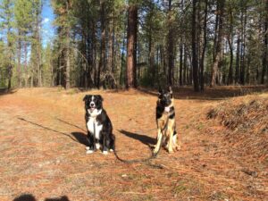 german shepherd protection training boise