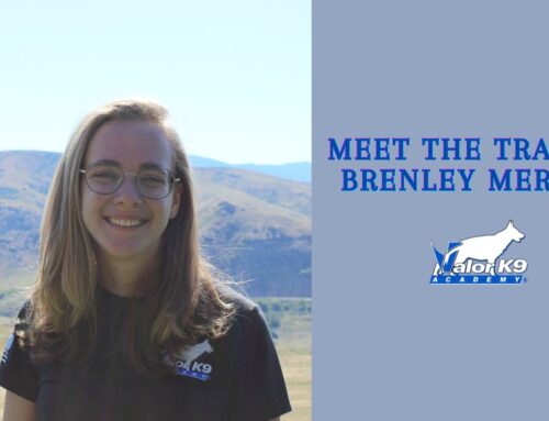 Meet Dog Trainer Brenley Merritt!