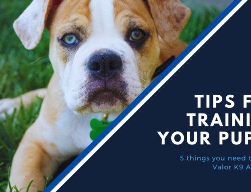 New Puppy Training Tips