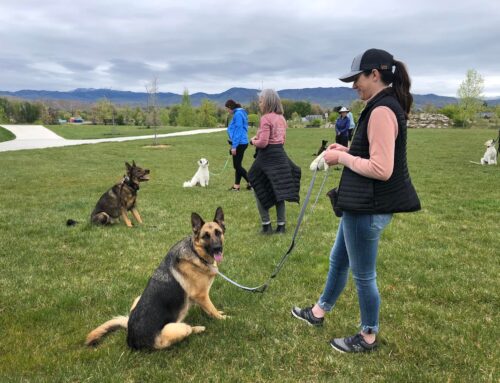 Ask Your Boise Dog Trainers! Part 2