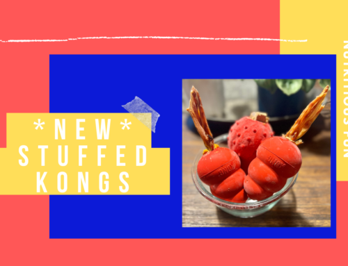 *NEW* Stuffed Kongs!