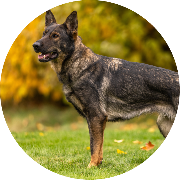 A german shepherd standing in the grass.