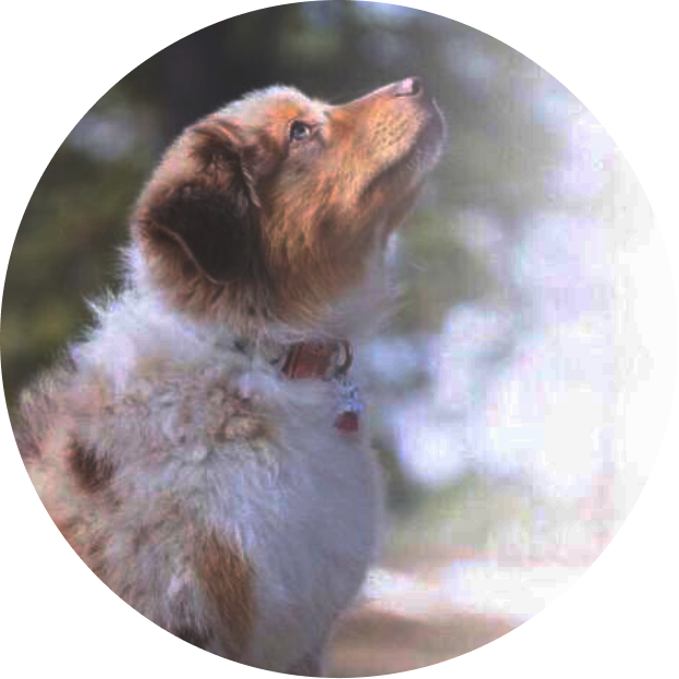 A dog is looking up at the sky.