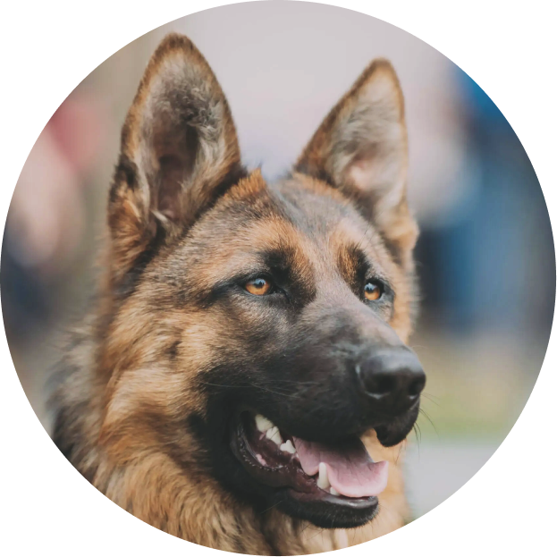 A close up of a dog 's face with blurry background