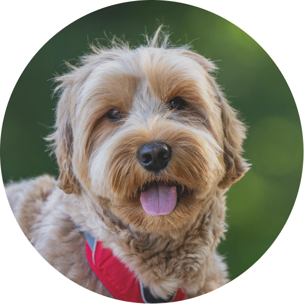 A close up of a dog with its tongue hanging out