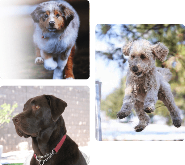 A collage of dogs in different poses and colors.