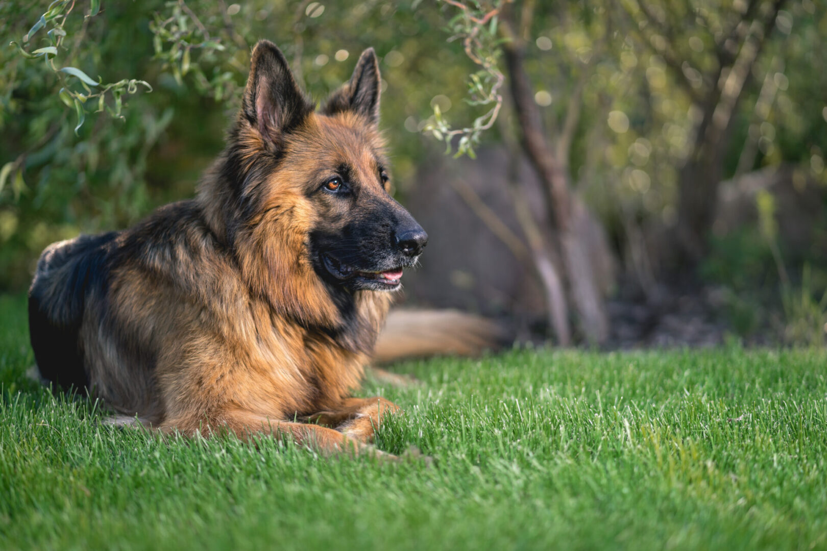 A german shepherd dog sitting in the grass.