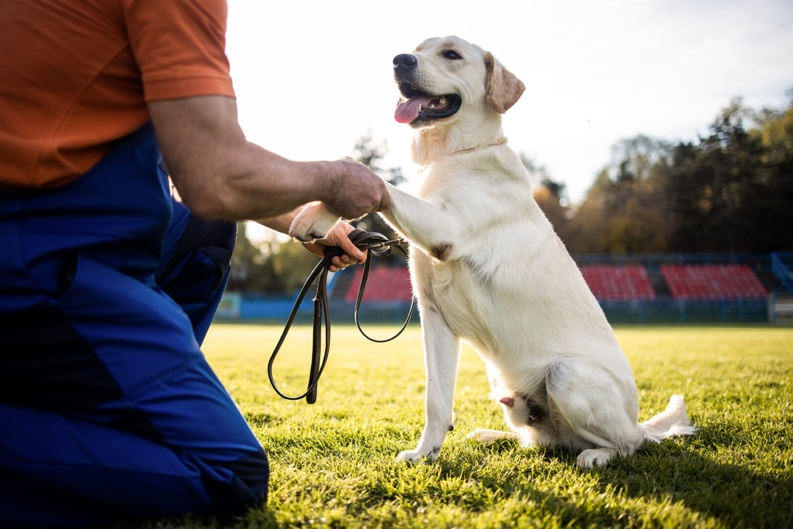 Valor K9 Academy®