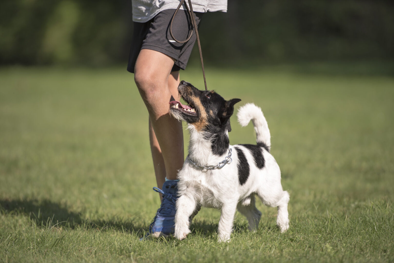 Valor K9 Academy®