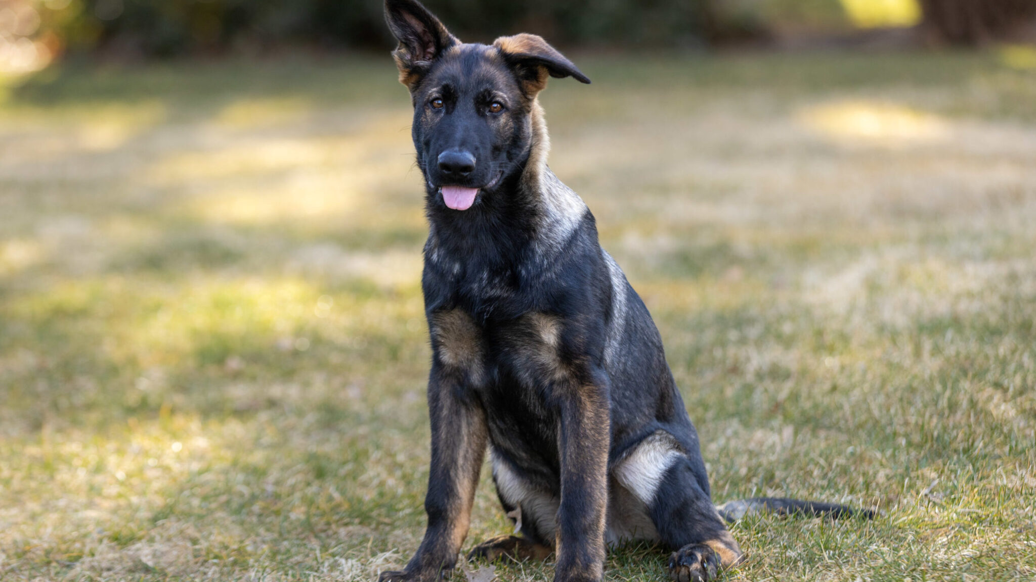 Geman Shepherd puppies for sale