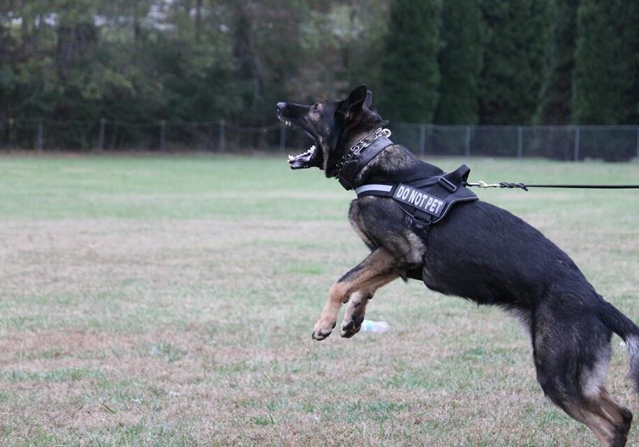 German Shepherd K9