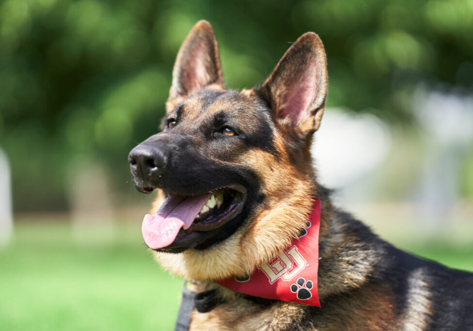 German shepherd dog behavior training