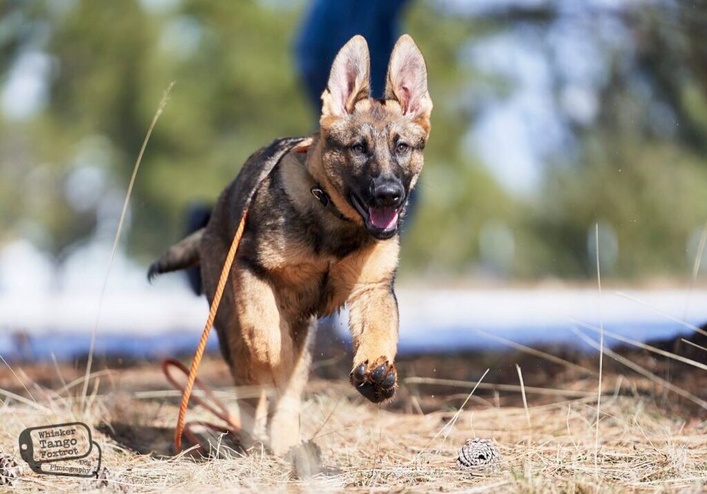 ethical k9 German shepherd breeders