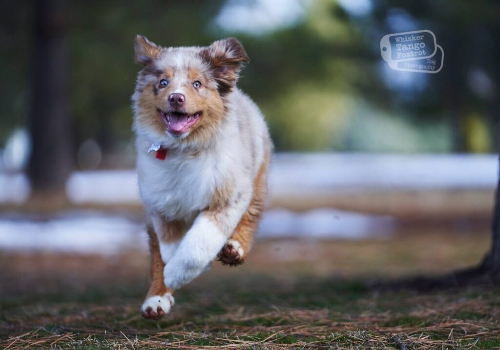 puppy behavior development training