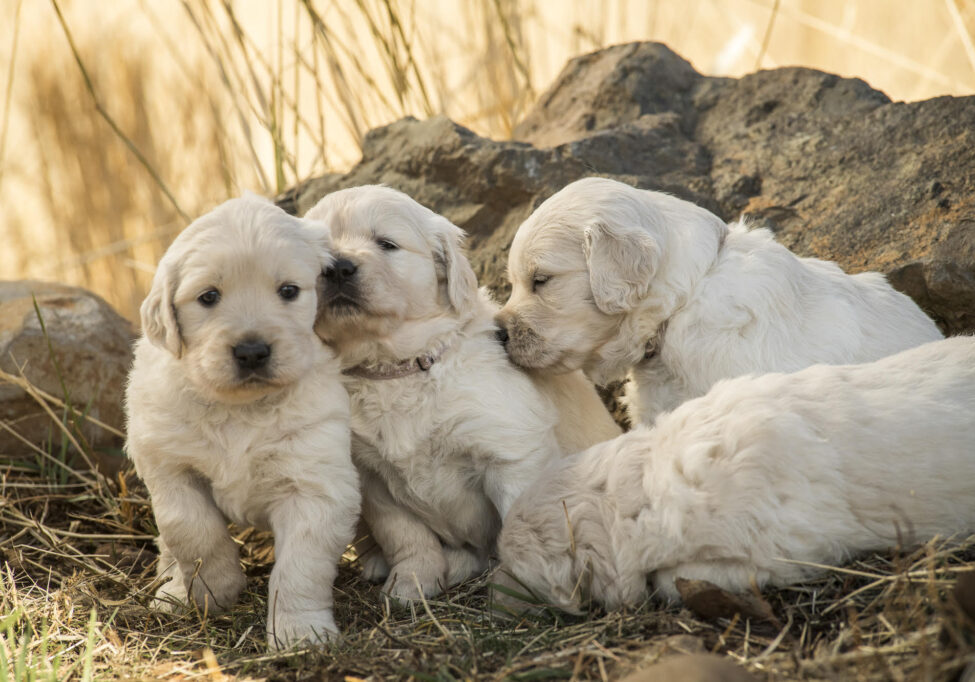 Council House Golden Retriever puppies